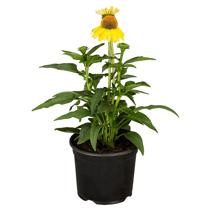 Piardino Sonnenhut - Echinacea purpurea, Topfgröße: 13 cm - Gelber Sonnenhut (Echinacea paradoxa) in einem schwarzen Topf. Die Pflanze hat grüne Blätter und eine auffällige gelbe Blüte.