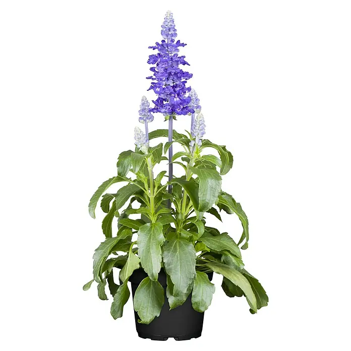 Piardino Salvia farinacea - Salvia farinacea, Azul violeta - Una planta de flores moradas en una maceta negra, un imprescindible para cualquier habitación. La planta tiene hojas verdes y flores moradas.
