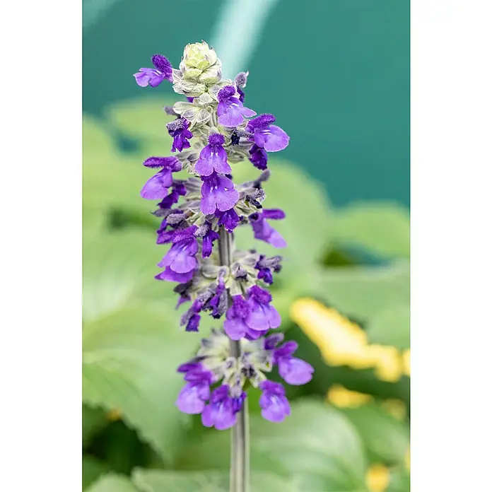 Piardino Salvia farinacea - Salvia farinacea, Azul violeta - Primer plano de una flor de Salvia púrpura que muestra las delicadas flores y los intrincados detalles de la planta sobre un fondo borroso.