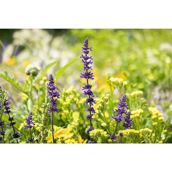 Piardino Salvia farinacea - Salvia farinacea, Azul violeta - Primer plano de flores silvestres floreciendo en un jardín soleado, con vibrantes flores de salvia moradas que se elevan elegantemente sobre flores amarillas.