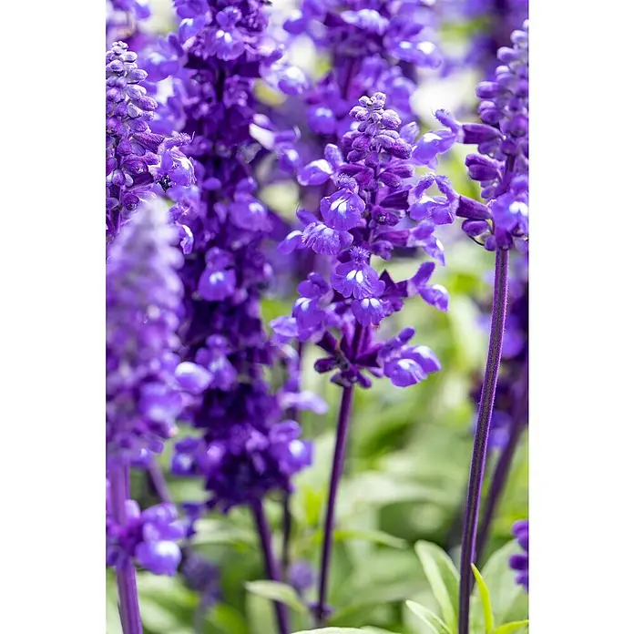 Piardino Salvia farinacea - Salvia farinacea, Azul violeta - Primer plano de flores de salvia morada, que muestran sus delicadas flores y colores vibrantes, un festín visual para el espectador.