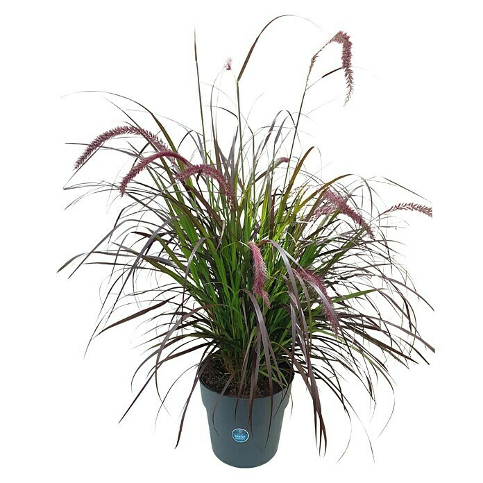 Piardino Federborstengras Federborstengras 'Rubrum'Pennisetum setaceum 'Rubrum', Topfvolumen: 7,5 l Front View