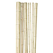 Windhager Bambusrohr (Länge: 200 cm, Durchmesser: 3 cm)