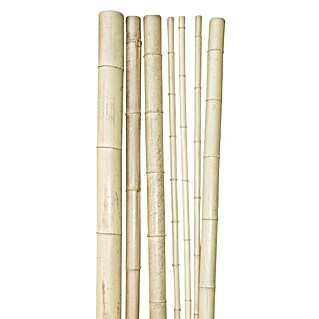 Windhager Bambusrohr (Länge: 200 cm, Durchmesser: 3 cm)
