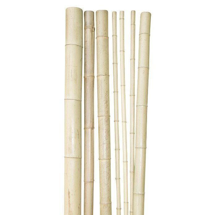 Windhager Bambusrohr (Länge: 200 cm, Durchmesser: 9 cm)