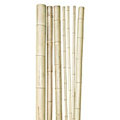 Windhager Bambusrohr (Länge: 200 cm, Durchmesser: 9 cm)
