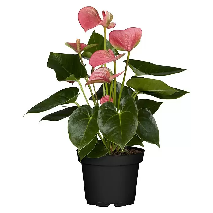 Piardino FlamingoblumeAnthurium x andreanum, Topfgröße: 12 cm, Dunkelrot/Weiß/Lachsrosa/Rot