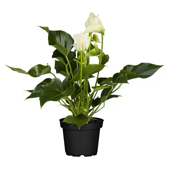 Piardino FlamingoblumeAnthurium x andreanum, Topfgröße: 12 cm, Dunkelrot/Weiß/Lachsrosa/Rot