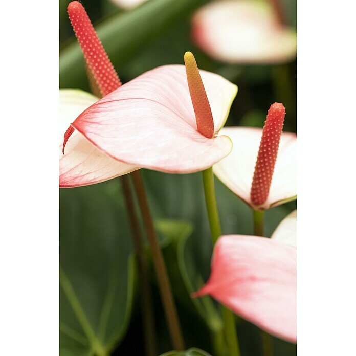 Flamingoblume (Anthurium andreanum, Topfgröße: 17 cm) | BAUHAUS