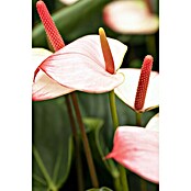 Flamingoblume (Anthurium andreanum, Topfgröße: 17 cm) | BAUHAUS