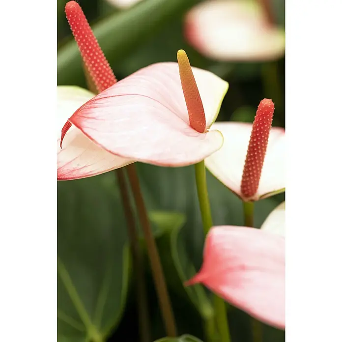Piardino FlamingoblumeAnthurium x andreanum, Topfgröße: 12 cm, Dunkelrot/Weiß/Lachsrosa/Rot - Nahaufnahme von rosafarbenen Anthurienblüten mit roten Blütenkolben und grünen Blättern, die die elegante Schönheit der Pflanze hervorheben.