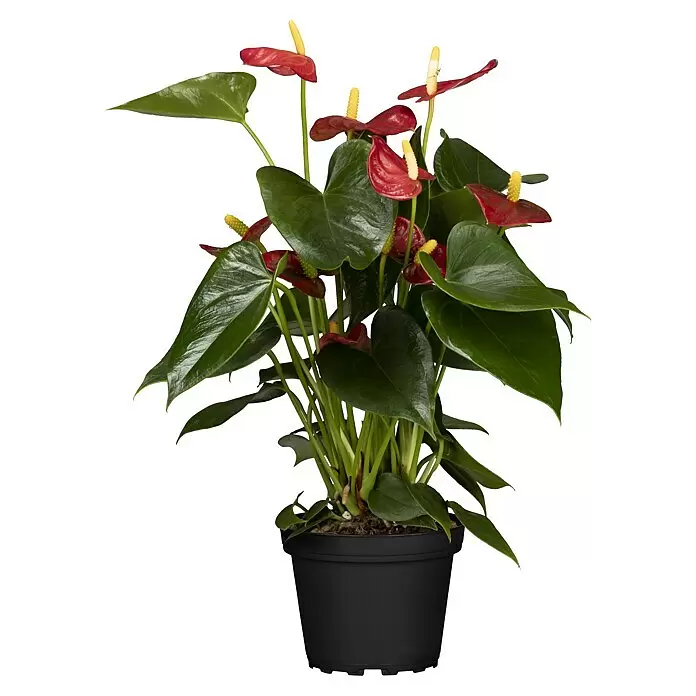 Piardino FlamingoblumeAnthurium x andreanum, Topfgröße: 12 cm, Dunkelrot/Weiß/Lachsrosa/Rot