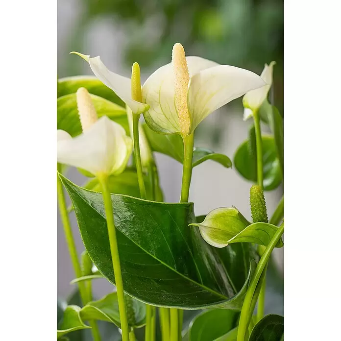 Piardino FlamingoblumeAnthurium x andreanum, Topfgröße: 12 cm, Dunkelrot/Weiß/Lachsrosa/Rot