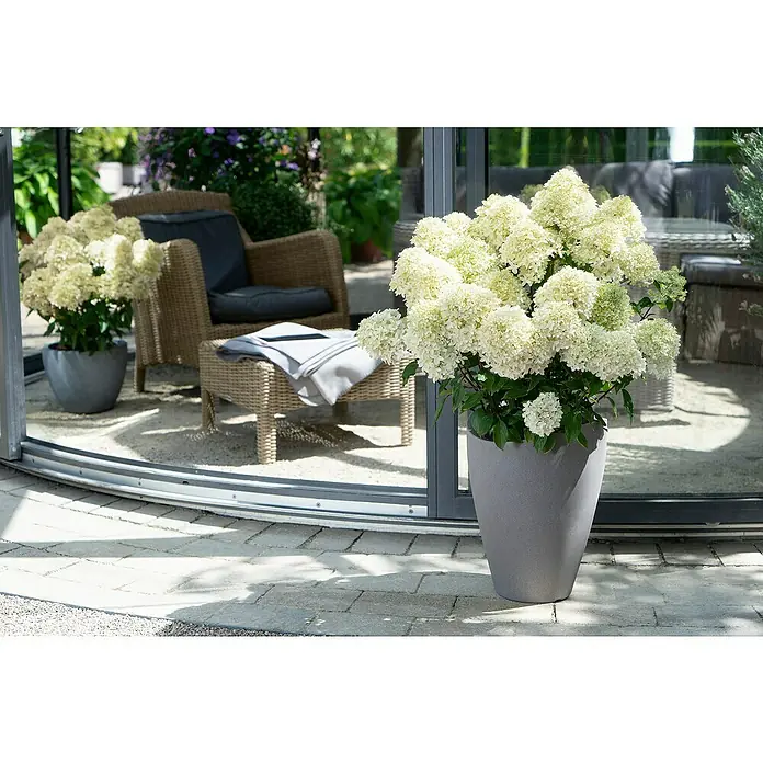 Piardino Rispen-Hortensie - Hydrangea paniculata 'Whitelight', Topfgröße: 23 cm, Cremeweiß - Eine Nahaufnahme einer prächtigen Hortensie 'Limelight' in einem eleganten grauen Topf, ideal für stilvolle Gartengestaltung.