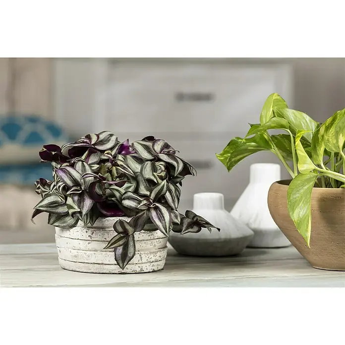 Piardino Zebrakraut - Tradescantia zebrina, Topfgröße: 12 cm, Blattfarbe: Grün/Weiß - Nahaufnahme von zwei Zimmerpflanzen, eine Tradescantia zebrina und eine Efeutute, in dekorativen Töpfen auf einem Tisch.