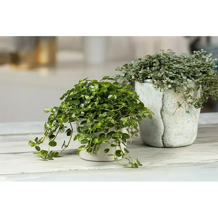 Piardino Pilea - Pilea depressa, Tamaño de maceta: 12 cm, Color de la hoja: Verde - Dos plantas Pilea en macetas sobre una mesa de madera. Las plantas tienen hojas pequeñas y redondas y están plantadas en macetas claras.