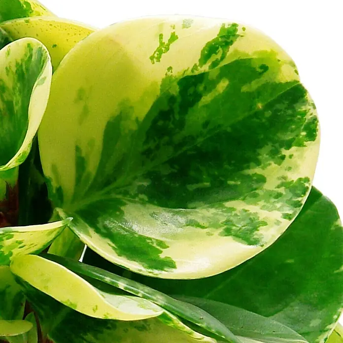 Piardino Zwergpfeffer - Peperomia obtusifolia Variegata, Topfgröße: 12 cm, Blattfarbe: Grün/Weiß - Detailaufnahme einer Peperomia obtusifolia 'Variegata' Pflanze, die ihre runden Blätter mit grün-gelber Panaschierung zeigt.