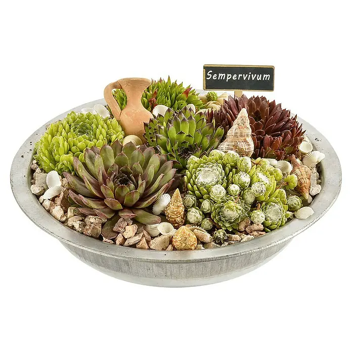Piardino Hauswurz - Sempervivum, Topfgröße: 31 cm - Nahaufnahme einer Hauswurz-Arrangement in einer silbernen Schale, dekoriert mit Muscheln und einem kleinen Krug. Ein Schild zeigt den Namen der Pflanze.