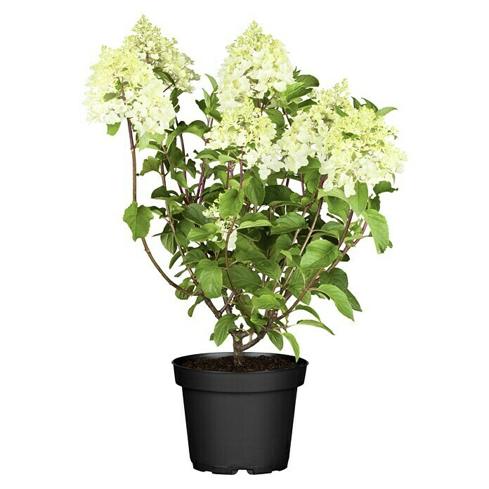 Piardino Rispen-HortensieHydrangea paniculata, Topfgröße: 23 cm Front View