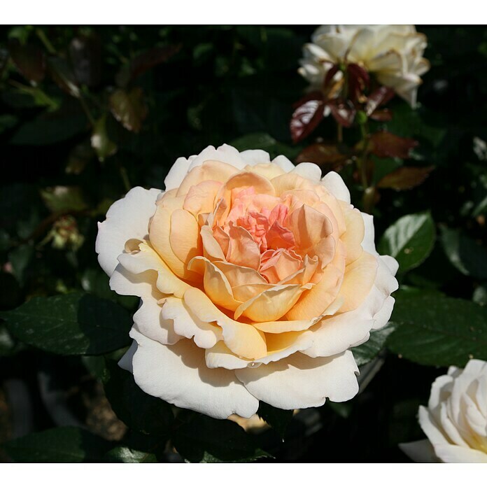 EdelroseParfuma®  Rosa 'Großherzogin Luise'®, Apricot Detail Shot