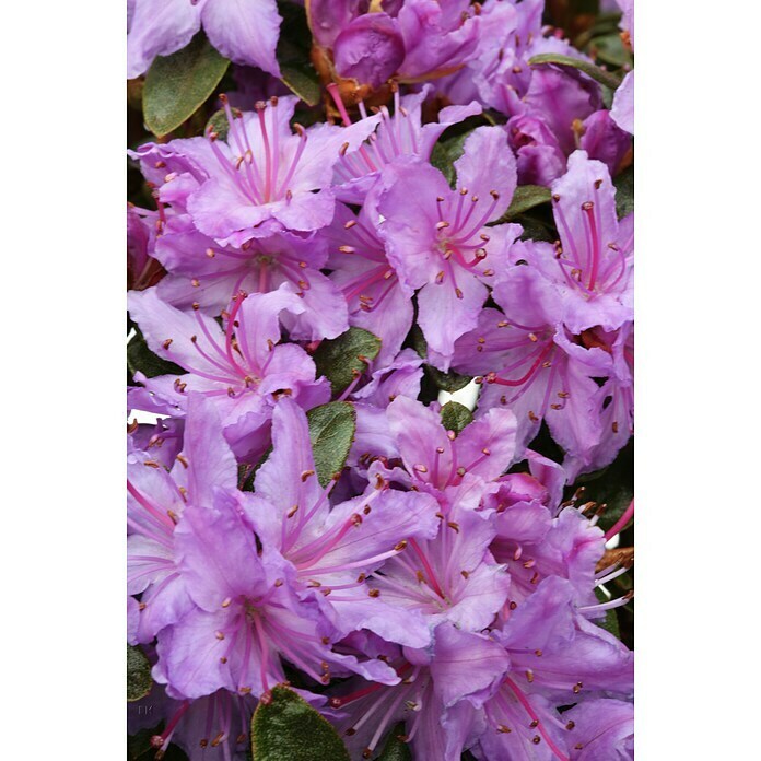 RhododendronRhododendron russatum 'Purple Pillow', Lila Detail Shot