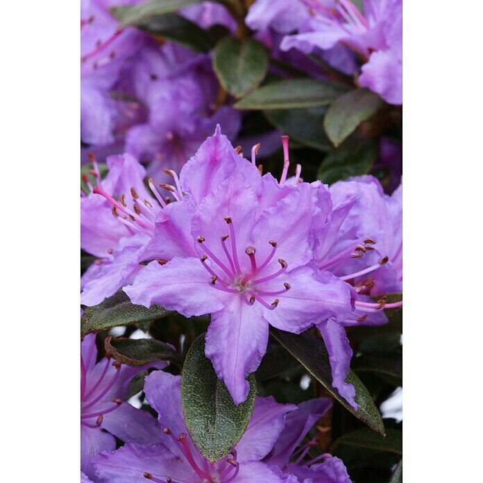 RhododendronRhododendron russatum 'Purple Pillow', Lila Detail Shot