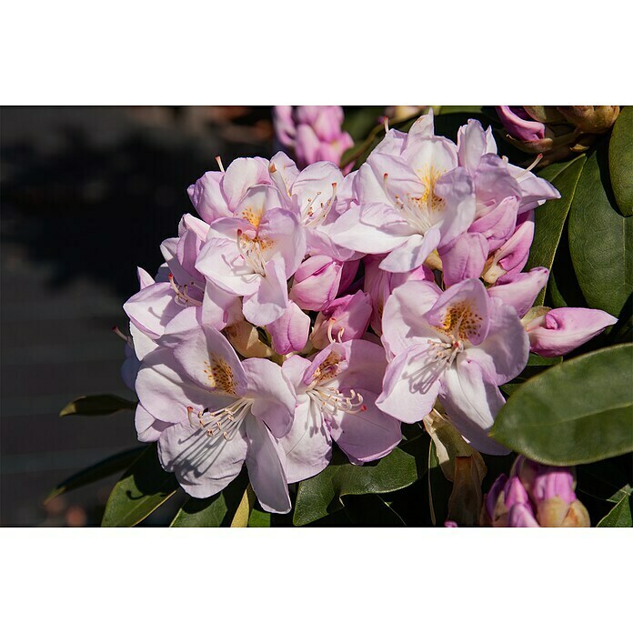 Großblumiger RhododendronRhododendron 'Gomer Waterer' EASYDENDRON®, Topfvolumen: 5 l, Weiß/Lila Detail Shot