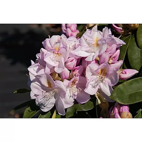 Großblumiger Rhododendron