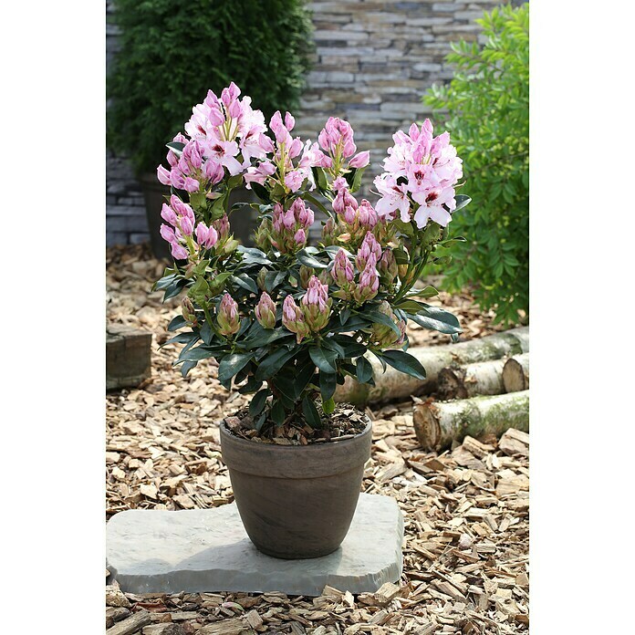 Großblumiger RhododendronRhododendron 'Graffito'® EASYDENDRON®, Topfvolumen: 5 l, Rosa/Weiß Mood Shot