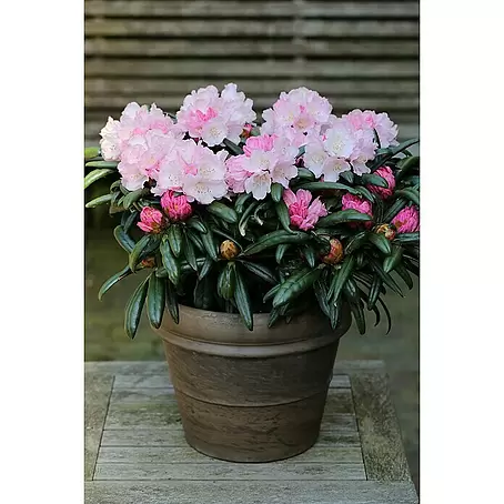 Rhododendron