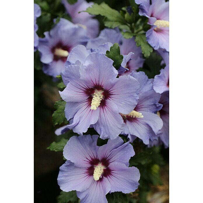 Ziersträucher-Set Blütentraum lila (Buddleja davidii & Hibiscus syriacus, 2 Stk.) | BAUHAUS