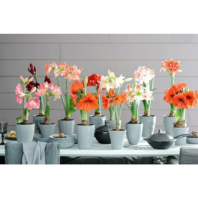 Piardino AmaryllisHippeastrum x Hybrid, Topfgröße: 12 cm, Rot - Eine Sammlung von Amaryllispflanzen mit bunten Blüten in grauen Töpfen auf einem Tisch, die eine festliche Atmosphäre schaffen.