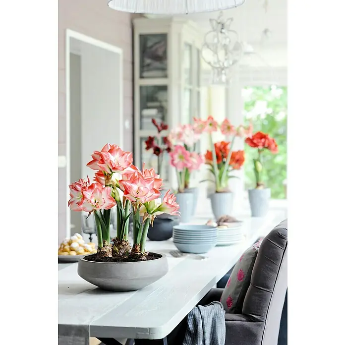 Piardino Amaryllis - Hippeastrum x Hybrid, Topfgröße: 12 cm, Rot/Weiß - Dekorative Amaryllispflanzen in verschiedenen Farben als Tischdekoration arrangiert, bringen einen Hauch von Frühling ins Haus.