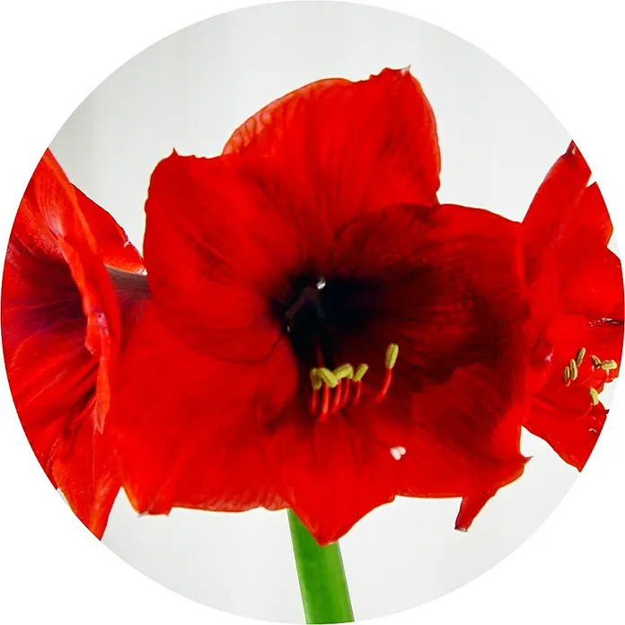 Piardino AmaryllisHippeastrum x Hybrid, Topfgröße: 12 cm, Rot - Nahaufnahme einer leuchtend roten Amaryllisblüte mit gelben Staubgefäßen und einem grünen Stiel vor einem neutralen Hintergrund.
