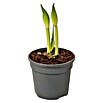 Piardino Amaryllis (Topfgröße: 12 cm, Rot/Weiß)