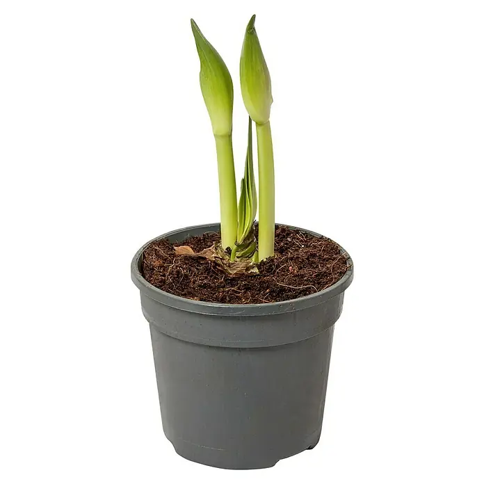 Piardino Amaryllis - Hippeastrum x Hybrid, Topfgröße: 12 cm, Rot/Weiß - Nahaufnahme einer Amaryllispflanze in einem Topf, mit noch geschlossenen Blüten, bereit, ihre Schönheit zu entfalten.