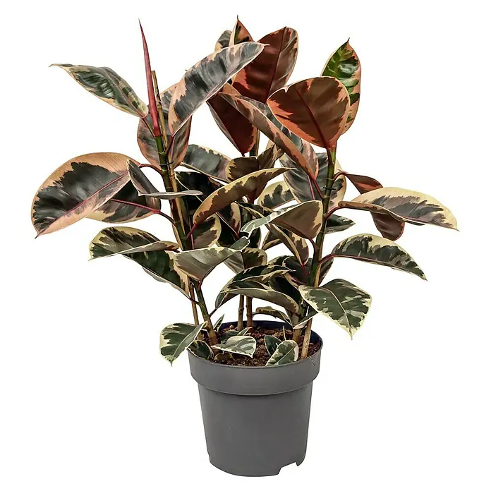 Piardino Gummibaum in Sorten - Ficus elastica, Topfgre: 24 cm online  kaufen bei BAUHAUS