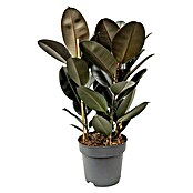 Piardino Gummibaum in Sorten (Ficus elastica, Topfgröße: 24 cm) | BAUHAUS