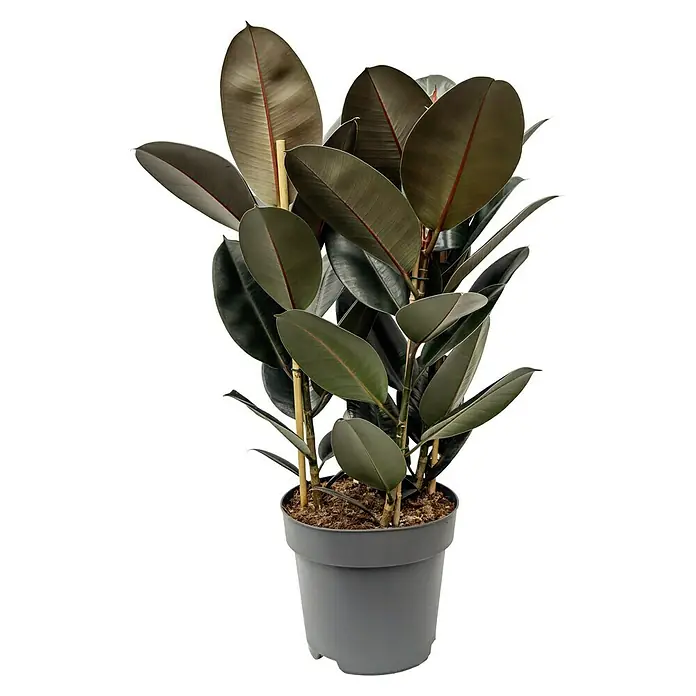 Piardino Gummibaum in Sorten - Ficus elastica, Topfgre: 24 cm online  kaufen bei BAUHAUS