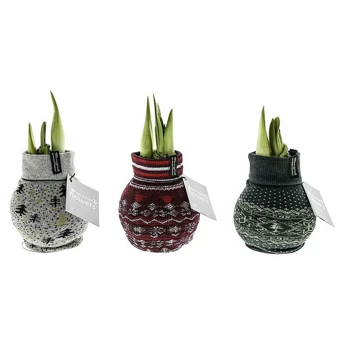 Piardino Amaryllis Happy Socks Nordic - Hippeastrum, Topfgröße: 12 cm, Rosa/Rot/Weiß - Vorderansicht