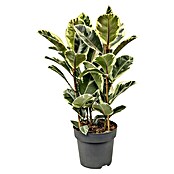 Piardino Gummibaum in Sorten (Ficus elastica, Topfgröße: 24 cm) | BAUHAUS