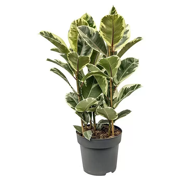 Piardino Gummibaum in SortenFicus elastica, Topfgröße: 24 cm