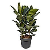 Piardino Gummibaum in Sorten (Ficus elastica, Topfgröße: 24 cm) | BAUHAUS