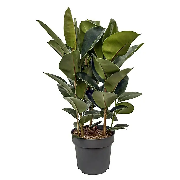 Piardino Gummibaum in Sorten - Ficus elastica, Topfgröße: 24 cm - Ein stilvoller Gummibaum in einem modernen, grauen Topf. Ideal für Innenräume und Büros, die eine natürliche Note wünschen.