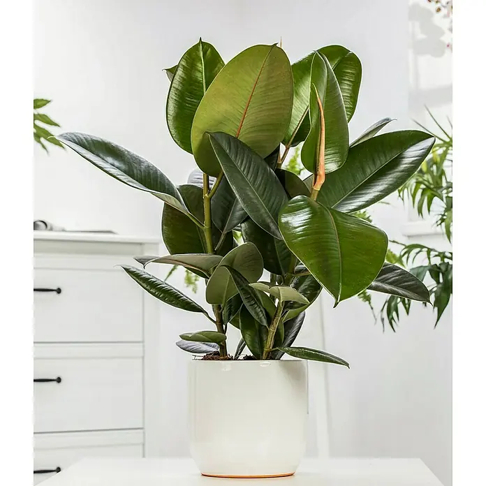 Piardino Gummibaum in Sorten - Ficus elastica, Topfgröße: 24 cm - Ein Gummibaum (Ficus elastica) in einem weißen Topf, der die glänzenden Blätter und die attraktive Form der Pflanze betont. Ideal für Innenräume.