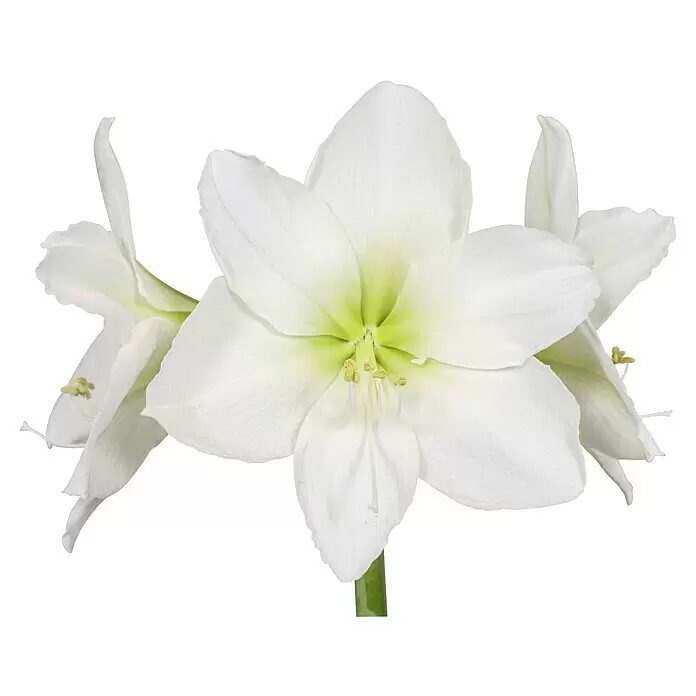 Piardino Amaryllis - Hippeastrum x Hybrid Belladonna, Topfgröße: 12 cm, Weiß - Detailaufnahme