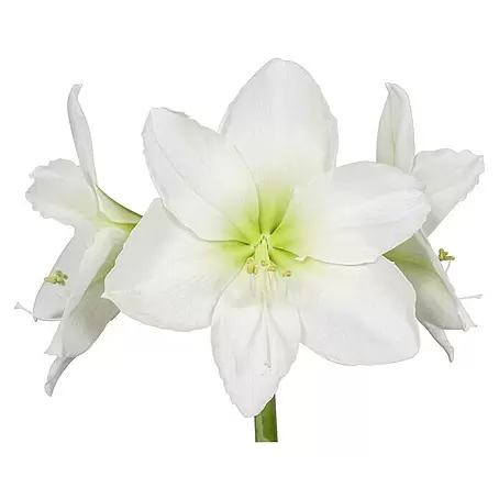 Piardino  Amaryllis