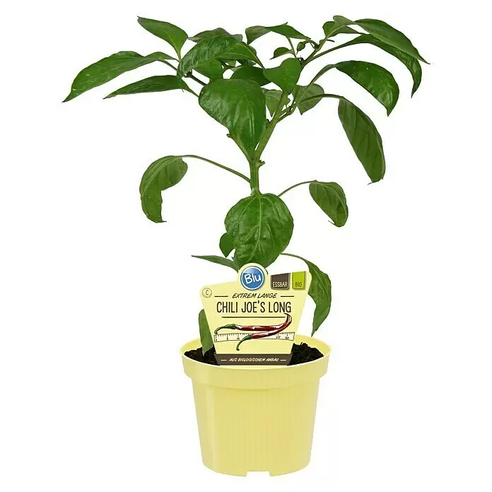 Piardino Chili Joe's Long - Capsicum anuum var. longum, 12 cm, Erntezeit: Juni - Vorderansicht