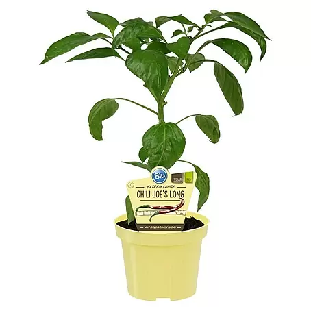 Piardino  Chili Joe's Long