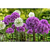 Kiepenkerl Frühlingsblumenzwiebeln Zierlauch Blau & Weiß (Allium, 2 Stk.) | BAUHAUS